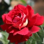 Hybrid Tea Rose - Kronenbourg, bare rootball by Jamieson Brothers