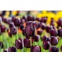 Queen of The Night Tulip Bulbs (20 Bulbs) by Jamieson Brothers