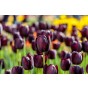 Queen of The Night Tulip Bulbs (12 Bulbs) by Jamieson Brothers
