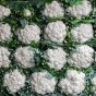 Jamieson Brothers® Cauliflower Snowball X Vegetable Seeds (approx. 300 seeds)