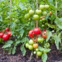 Double Strength Blight Guard for the prevention of foliar blight in tomatoes and potatoes -  500ml concentrate 
