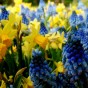 Spring Flowering Mix  (Approx.165 Bulbs ) by Jamieson Brothers® 