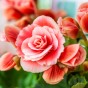 De Ree Begonia Odorosa Sweet Pink (1 bulb)