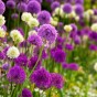 Allium Bulbs - Purple and White (10 bulbs)