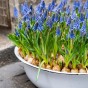 Muscari Super Mix - Mixed Colours (240 bulbs) by Jamieson Brothers 