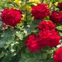 Hybrid Tea Rose - Roter Stern, bare rootball by Jamieson Brothers