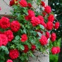 Climbing Rose - Ena Harkness, bare rootball by Jamieson Brothers