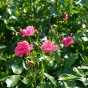 Polyantha Rose - Marion, bare rootball by Jamieson Brothers