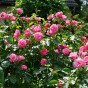 Polyantha Rose - Marion, bare rootball by Jamieson Brothers