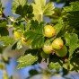 Gooseberry - Spring planting bare root fruit bush/shrub by Jamieson Brothers
