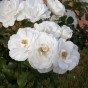 Classic Rose Collection – Polyantha Rose & Hybrid Tea Selection (Sutters gold, Kronenbourg, Mina, Korbin)