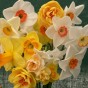 Dwarf Daffodil Bulbs - Rockery Mixed (25 bulbs)