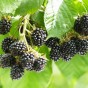 Blackberry - Spring planting bare root fruit bush/shrub by Jamieson Brothers