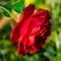 Hybrid Tea Rose - Roter Stern, bare rootball by Jamieson Brothers