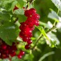 Redcurrant - Spring planting bare root fruit bush/shrub by Jamieson Brothers
