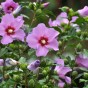 Hibiscus - Spring planting bare root shrub by Jamieson Brothers