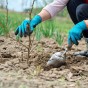 Blackberry - Spring planting bare root fruit bush/shrub by Jamieson Brothers