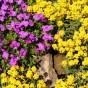 Jamieson Brothers® Perennial Mixture Flower Seeds (Approx. 370 seeds)