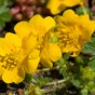 Potentilla - Spring planting bare root shrub by Jamieson Brothers