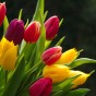 Tall Mixed Tulip Bulbs (16 bulbs) by Jamieson Brothers®  