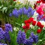 Spring Dwarf Flowering Bulbs  (Approx. 158 Bulbs ) Mix by Jamieson Brothers®