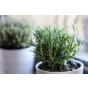 Rosemary Herb Seeds (Approx. 40 seeds) by Jamieson Brothers®