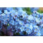 Forget Me Not Indigo Flower Seeds (Approx.300 seeds) - By Jamieson Brothers® 