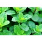 Jamieson Brothers® Mint Herb Seeds (Approx. 600 seeds)