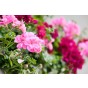 Geranium Magic Beauty Mixed Flower Seeds (Approx. 8 seeds) by Jamieson Brothers®