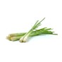 Lemon Grass Herb Seeds (Approx. 60 seeds) by Jamieson Brothers®