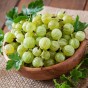 Gooseberry - Spring planting bare root fruit bush/shrub by Jamieson Brothers