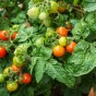 Jamieson Brothers® Tomato Maja (Balcony) Vegetable Seeds (Approx. 100 seeds)