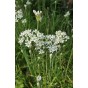 Garlic Chives Herb Seeds (Approx. 55 seeds) by Jamieson Brothers®
