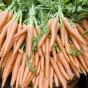 Jamieson Brothers® Carrot Autumn King Vegetable Seeds (approx. 5000 seeds)