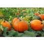 Pumpkin Jack O'Lantern (approx 20 seeds) Grow for Eating and Carving -  by Jamieson Brothers