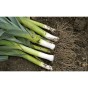 The Classic British Allotment Collection 6 Pack Vegetable Seed Bundle (Leek Musselburgh, Carrot Maestro, Pea Kelvedon Wonder, Sweetcorn Golden Bantam, Cabbage Greyhound, Beetroot Boltardy)