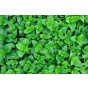 Jamieson Brothers® Mint Herb Seeds (Approx. 600 seeds)