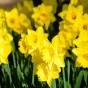 Yellow Trumpet Daffodil Bulbs 5Kg (Approx. 100 Bulbs) by Jamieson Brothers® 