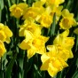 Yellow Trumpet Daffodil Bulbs 10Kg (Approx. 180 Large Bulbs) Plant in UK Outdoor Autumn Gardens Now, Borders & Flowerbeds – by Jamieson Brothers