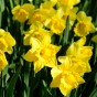 Yellow Trumpet Daffodil Bulbs 20kg (Approx. 375-400 Bulbs) By Jamieson Brothers®