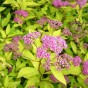 Spiraea Red - Spring planting bare root shrub by Jamieson Brothers