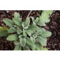 Jamieson Brothers® Sage Herb Seeds (Approx. 23 seeds)