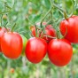 Tomato (Plum) Roma Vegetable Seeds (approx 80 seeds) by Jamieson Brothers®