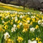 Mixed Daffodil Bulbs 5Kg (Approx. 100 Bulbs) by Jamieson Brothers® 