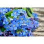 Forget Me Not Indigo Flower Seeds (Approx.300 seeds) - By Jamieson Brothers® 