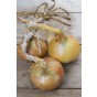 Jamieson Brothers® Stuttgarter Giant Onion Sets