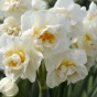 Narcissus Bridal Crown (3 bulb) - Gift Box by Jamieson Brothers 