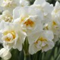 Narcissus Gift Boxes (16 bulbs, 3 pots, compost) 3-Pack: Tete a Tete & Muscari (10), Bridal Crown (3), Paperwhite (3) for planting Indoors in Autumn & Winter by Jamieson Brothers