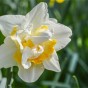 White Lion Daffodil Bulbs by Jamieson Brothers® 