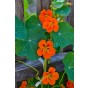 Nasturtium Tom Thumb Flower Seeds (Approx. 18 seeds) by Jamieson Brothers®